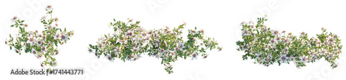 Clematis florida Tree plan, top view, cutout, transparent background, isolate, Beautiful climbing plant with white flowers and green leaves detail