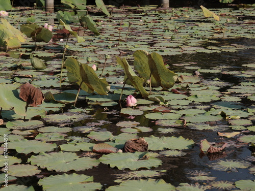 A serene Lotus Pond, with blooming flowers and lush greenery, is perfect for reflection