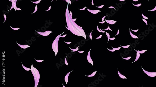 Set Of Feathers Falling From Top To Bottom With Transparent Background V2