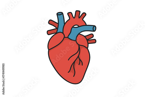 Human heart organ icon. Cartoon vector illustration for cardiology and anatomy. Medical cardiovascular system symbol for health care design. Isolated anatomical drawing.