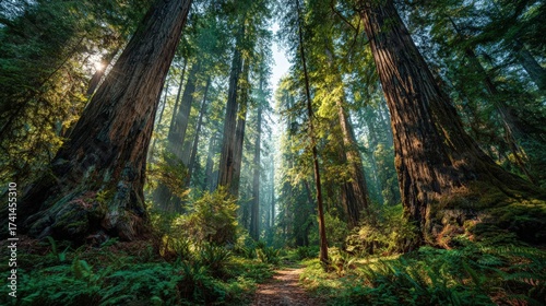 Towering ancient redwoods, sunlight filters, lush forest floor, serene nature embrace