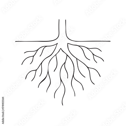 Underground fibrous roots outline