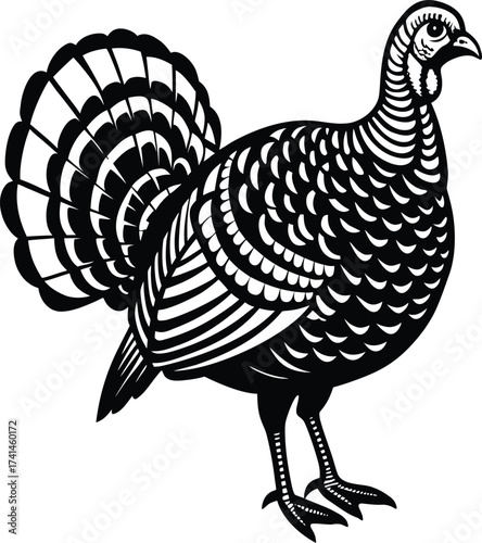 Cartoon illustration of a funny farm turkey cock with feathers, isolated vector art for Thanksgiving poultry design