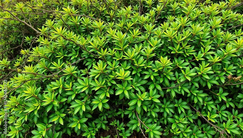 Obraz premium Dense, sprawling bush with vibrant green leaves and interwoven branches, organic, leaves