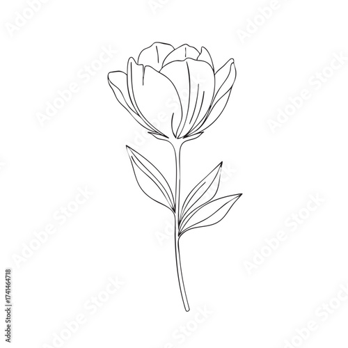 Tulip line art outline