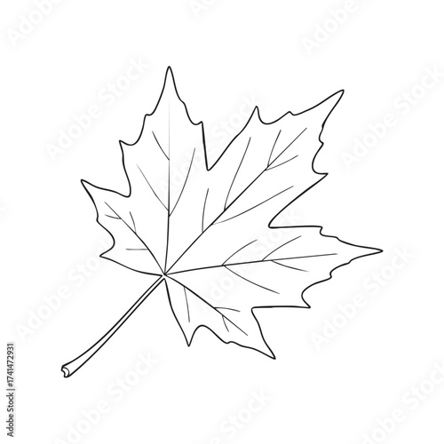 Black and white maple leaf outline