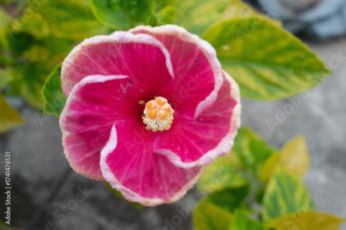 Red poppy American Hibiscus rosa-sinensis flower 