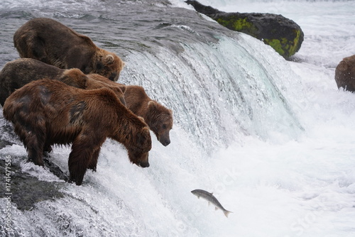Wallpaper Mural Brown Bear Torontodigital.ca