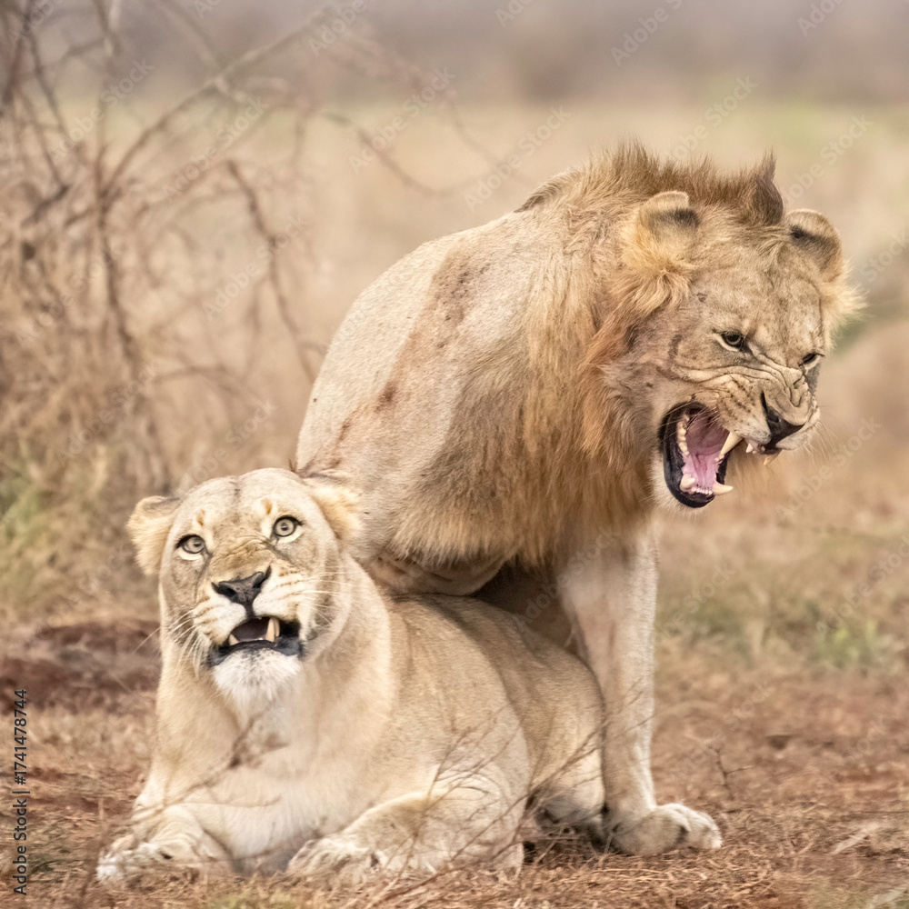 Fototapeta premium African Lion's mating in South Africa