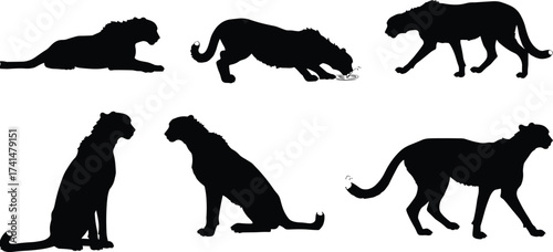 Cheetah silhouette vector set featuring various poses, drinking water, wildlife illustration, and nature design for educational and artistic applications.