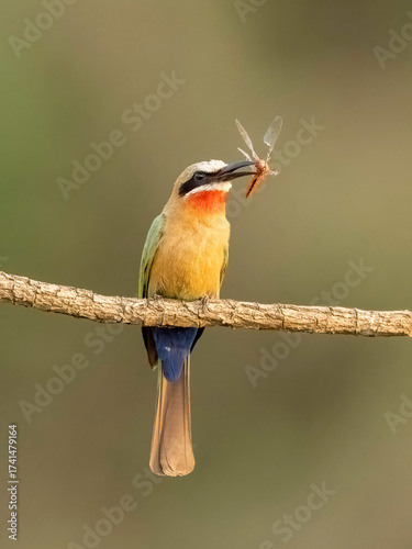 White-fronted bee-eater (Merops bullockoides), South Africa