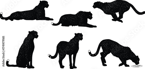 Cheetah silhouette vector set with sitting, lying, running, drinking poses for wildlife illustration, nature-themed design, and animal behavior study.