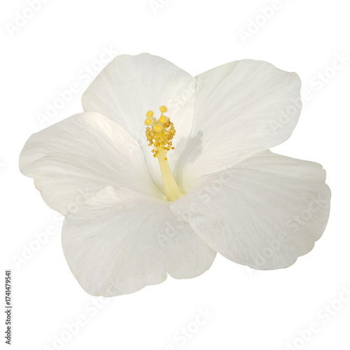 Wallpaper Mural white hibiscus flower isolated on white background Torontodigital.ca