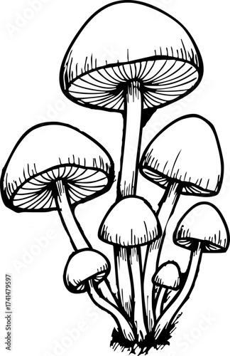 Hand-drawn mushrooms a cluster of fungi vector illustration isolated on white background