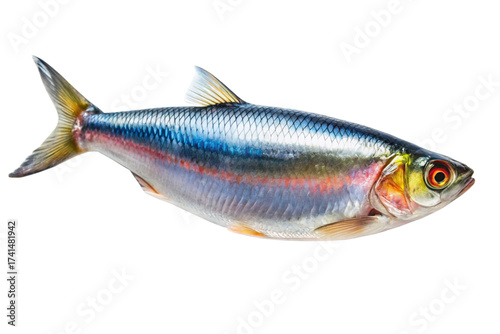 Fish on white background