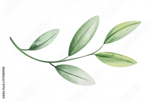 Watercolor Green Leaves on a Branch Isolated on White Background for Artistic Design