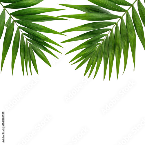 Lush green palm fronds frame a black background