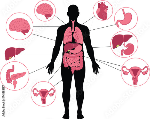 Human body organs anatomy diagram, internal organs illustration, medical education chart, digestive system, brain, lungs, heart, liver, pancreas, stomach, reproductive system