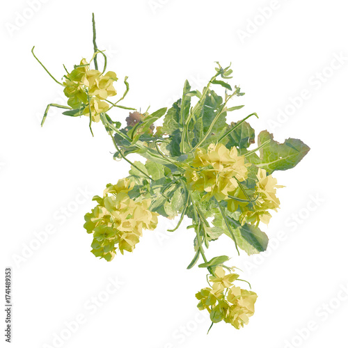 Brassica Tree plan, top view, cutout, transparent background, isolate, Vibrant yellow wildflowers bloom with delicate green stems and leaves