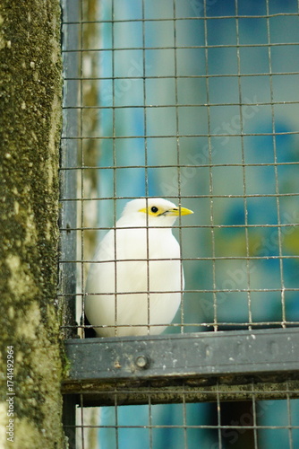 A portrait of a Bali Myna (Leucopsar rothschildi), also known as the Bali Starling. This critically endangered bird, endemic to Bali, Indonesia, is perched on a branch, showcasing its beautiful white 
