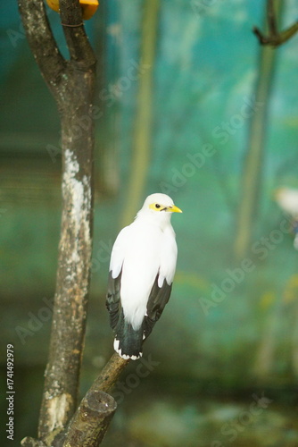 A portrait of a Bali Myna (Leucopsar rothschildi), also known as the Bali Starling. This critically endangered bird, endemic to Bali, Indonesia, is perched on a branch, showcasing its beautiful white 