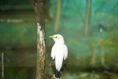 A portrait of a Bali Myna (Leucopsar rothschildi), also known as the Bali Starling. This critically endangered bird, endemic to Bali, Indonesia, is perched on a branch, showcasing its beautiful white 