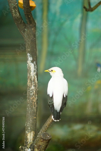 A portrait of a Bali Myna (Leucopsar rothschildi), also known as the Bali Starling. This critically endangered bird, endemic to Bali, Indonesia, is perched on a branch, showcasing its beautiful white 