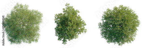 Salix fragilis Tree plan, top view, cutout, transparent background, isolate, Three green trees viewed from above, perfect for design projects