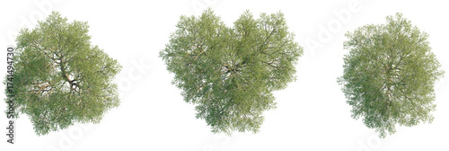 Salix matsudana Tree plan, top view, cutout, transparent background, isolate, Realistic top view of lush green trees for landscaping and architectural visualization
