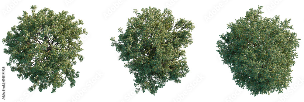 Φωτογραφία Acer pictum Tree plan, top view, cutout, transparent background, isolate, Three