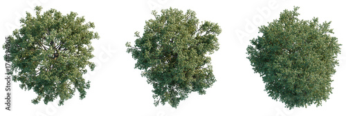 Bild auf Leinwand Acer pictum Tree plan, top view, cutout, transparent background, isolate, Three