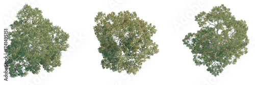 Quercus laevis Tree plan, top view, cutout, transparent background, isolate, Realistic top down view of three lush green deciduous trees