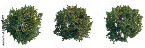 Acer monspessulanum Tree plan, top view, cutout, transparent background, isolate, Three lush green trees seen from above, perfect for design
