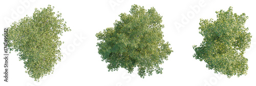 Populus tomentosa Tree plan, top view, cutout, transparent background, isolate, Top view of lush green trees ready for architectural visualization projects