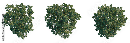 Juglans nigra Tree plan, top view, cutout, transparent background, isolate, Vibrant green oak trees isolated on black, perfect for nature scenes