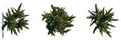 Sabina chinensis Tree plan, top view, cutout, transparent background, isolate, Top view of lush green evergreen tree foliage, perfect for nature scenes