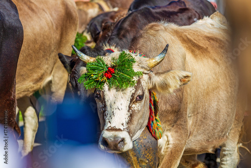 Viehscheid - Allgäu - Bolsterlang - Kranzkuh - Rind