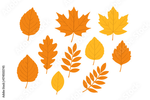 Autumn leaves vector set with transparent background, detailed fall foliage illustrations in warm orange and yellow colors, ordered collection of seasonal leaf designs for nature and autumn themes