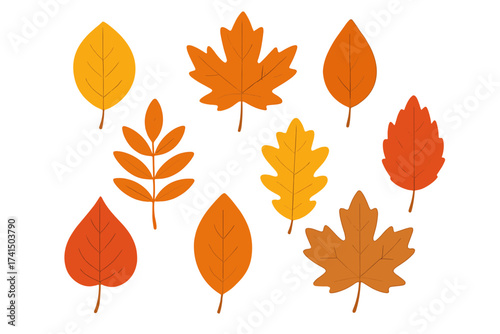 Set of vector autumn leaves in warm fall colors. Detailed illustration of various maple, oak, and rowan leaves with transparent background. Seasonal, decorative, nature design collection.