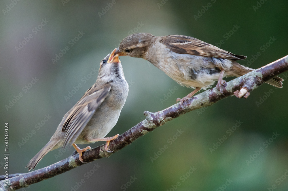 Fototapeta premium female house sparrow passer domesticus with young