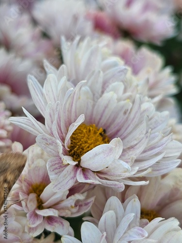 pink dahlia flower