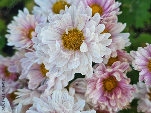 pink chrysanthemum flowers
