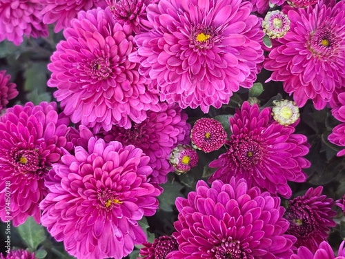 pink chrysanthemum flowers
