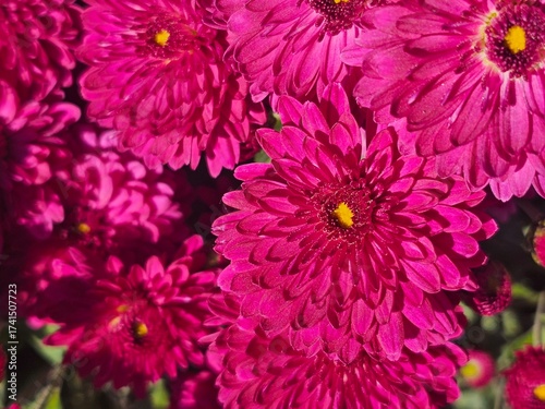 pink chrysanthemum flowers