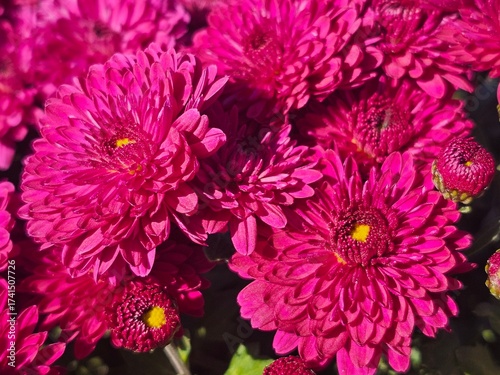 pink chrysanthemum flowers