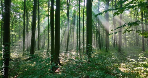 forest in the morning