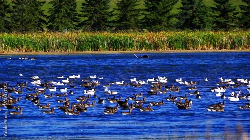 Real-time 4K video of wild geese, including common and Canadian species, flying and landing on a calm natural lake under a clear blue summer sky. 
