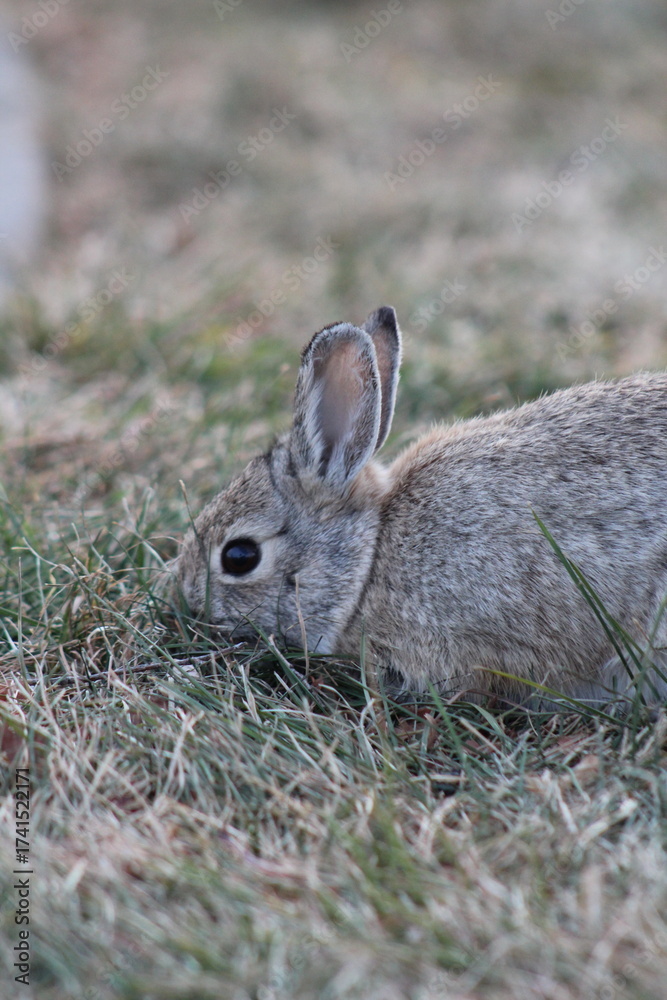 Fototapeta premium Rabbit