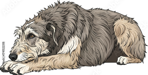 scottish deerhound dog lying down relaxed resting illustration