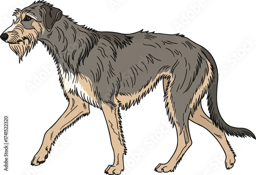 scottish deerhound dog walking trotting side view vector illustration
